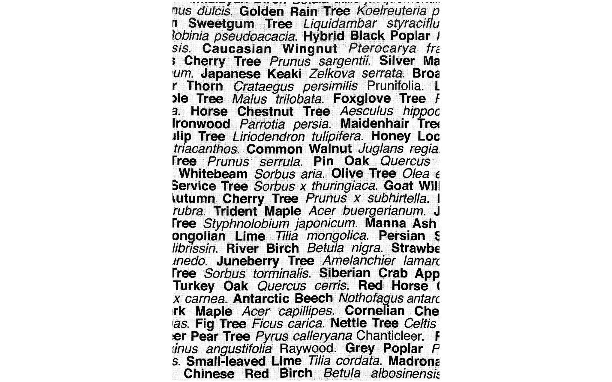 London Trees tea towel - black - Image 2