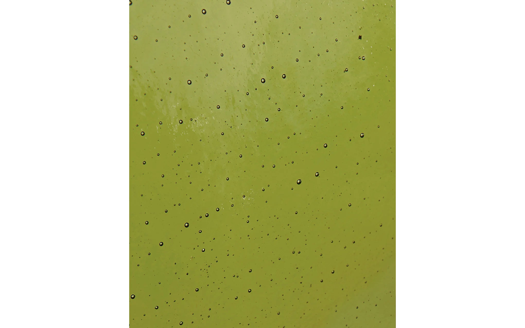 Palm single sconce - Image 10