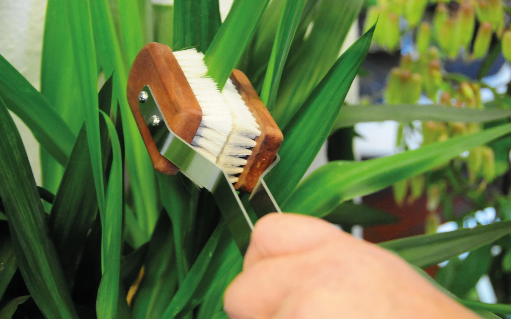 Plant leaf brush - Image 2